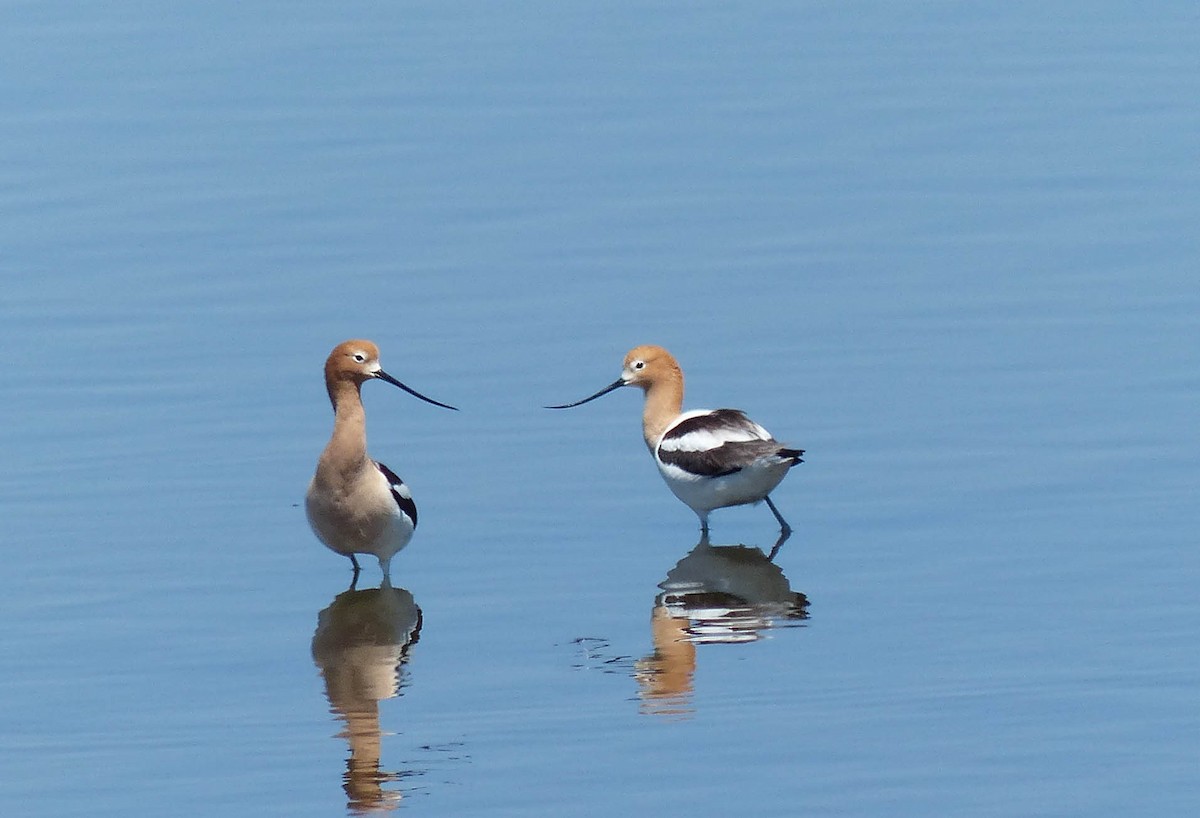 American Avocet - ML635705981