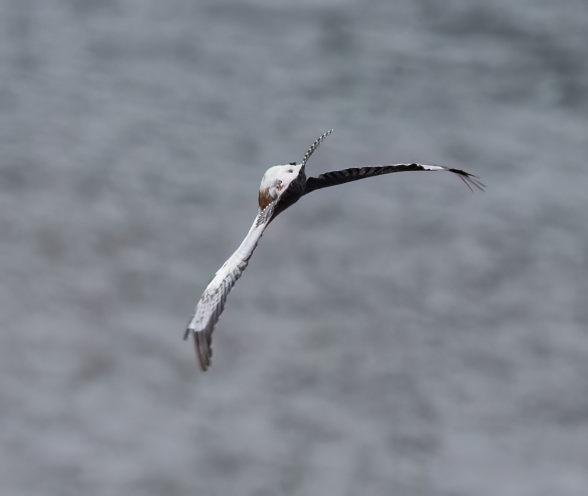 Belted Kingfisher - ML635706022