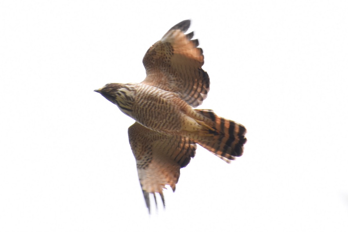 Roadside Hawk (Southern) - ML635706145