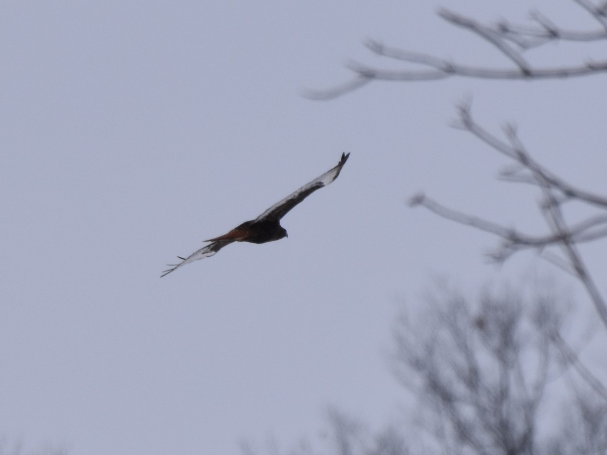 Red-tailed Hawk (abieticola) - ML635706191