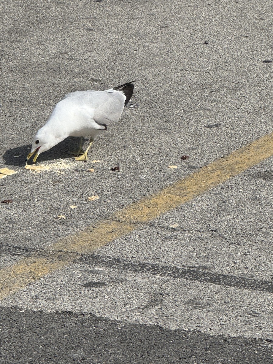 Ring-billed Gull - ML635706195