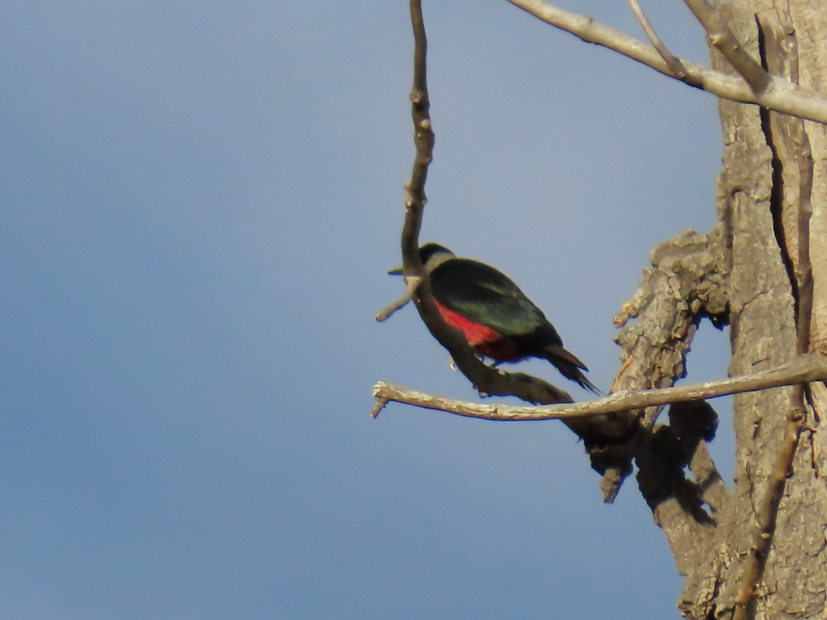 Lewis's Woodpecker - ML635706243