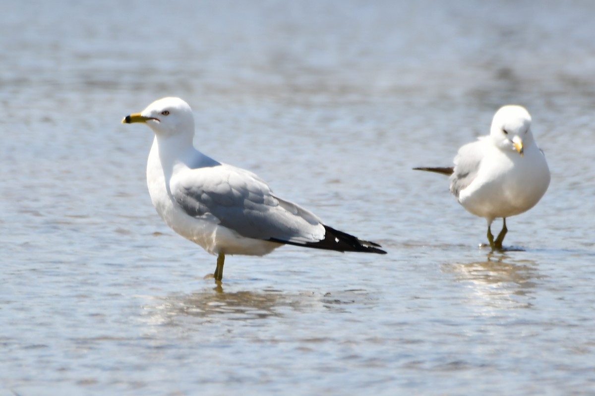 Ring-billed Gull - ML635706310