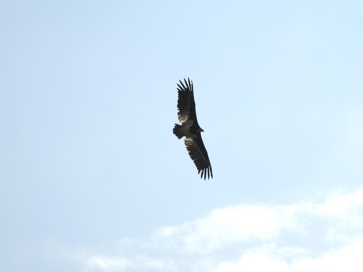 Lappet-faced Vulture - ML635706374