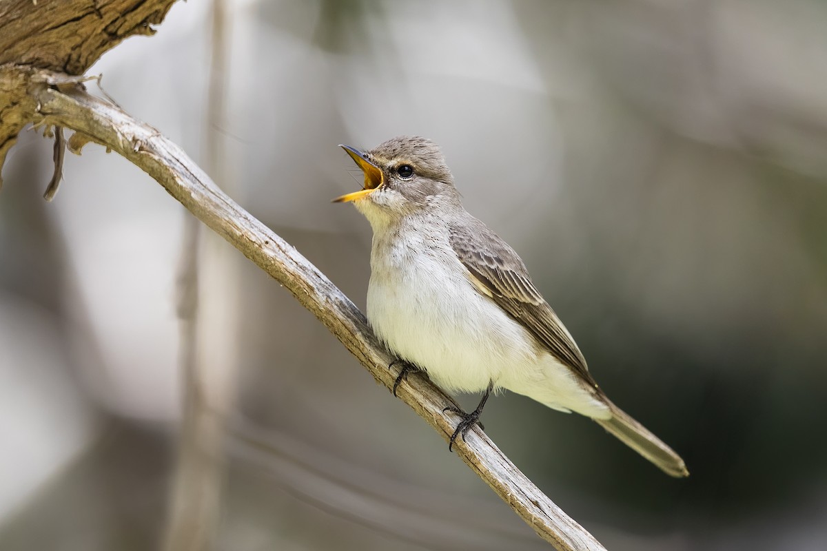 Gambaga Flycatcher - ML635706390