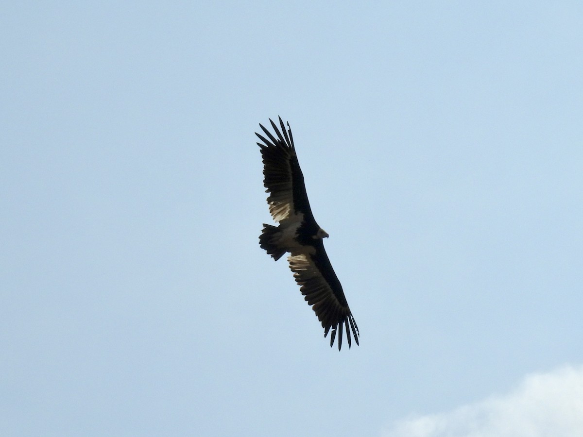 Lappet-faced Vulture - ML635706418