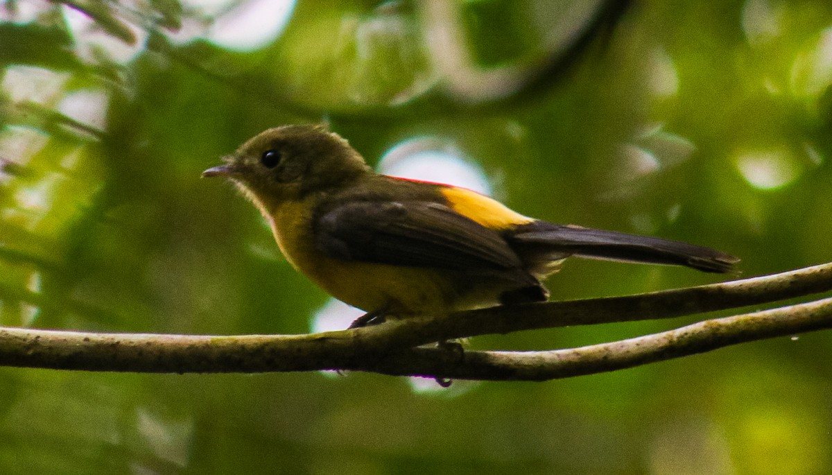 Black-tailed Flycatcher - ML635706427