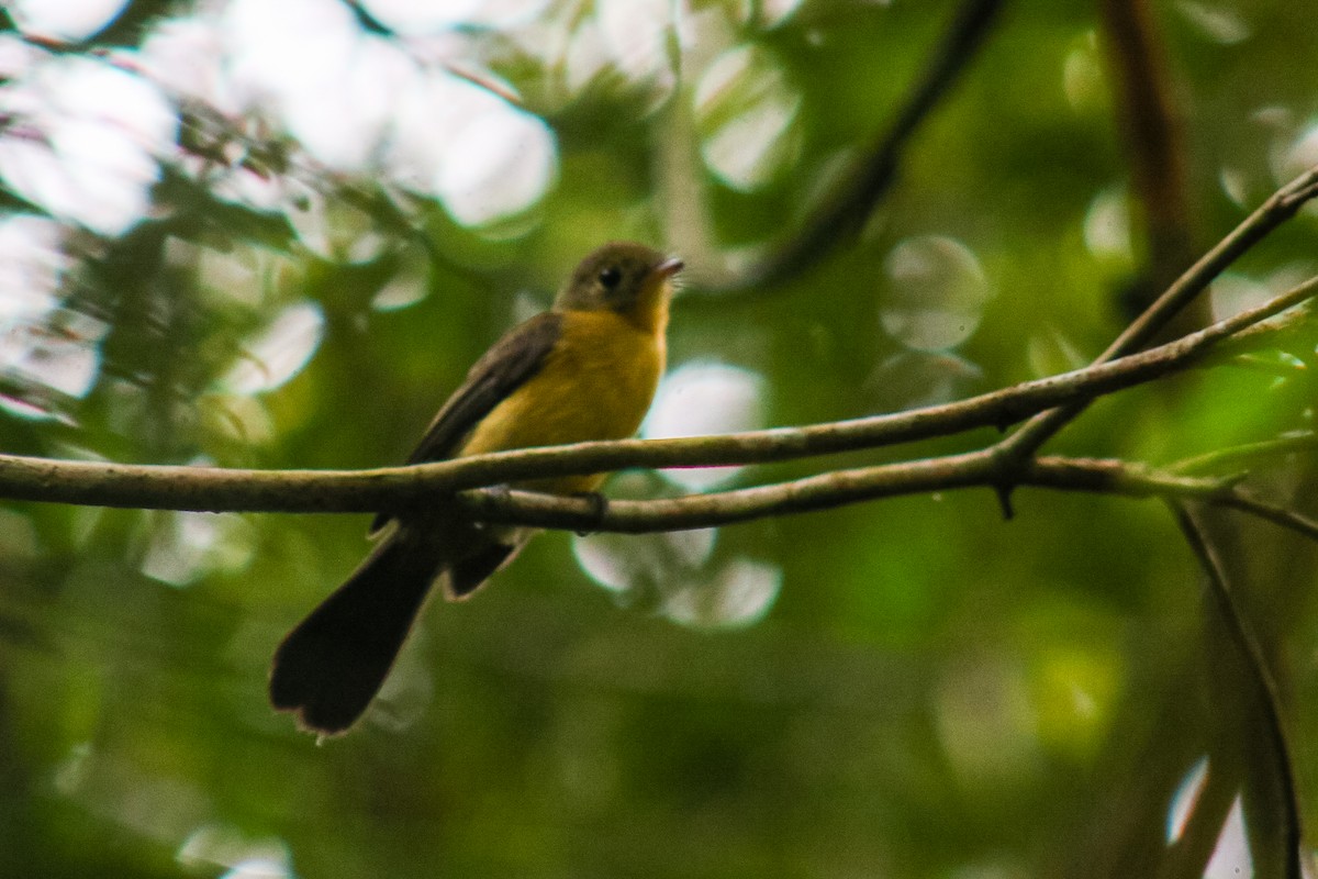 Black-tailed Flycatcher - ML635706428