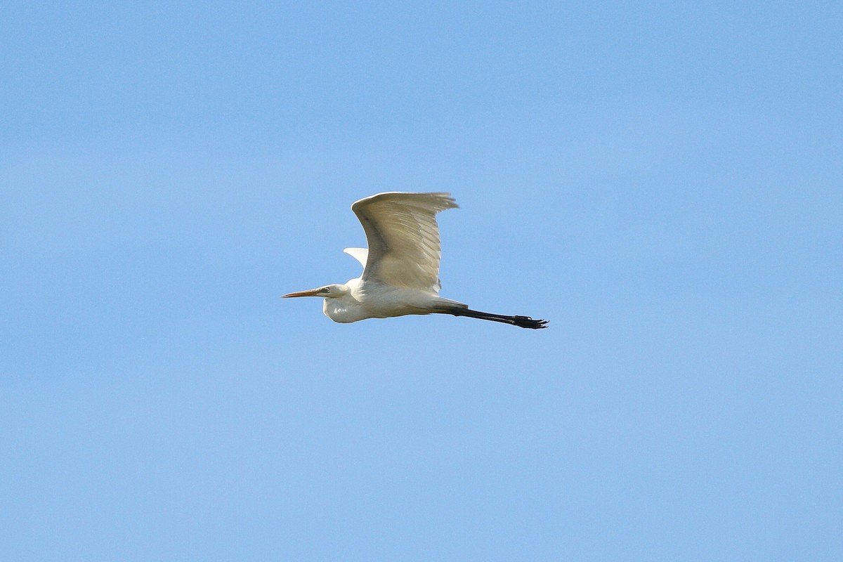 Great Egret (alba) - ML635706460