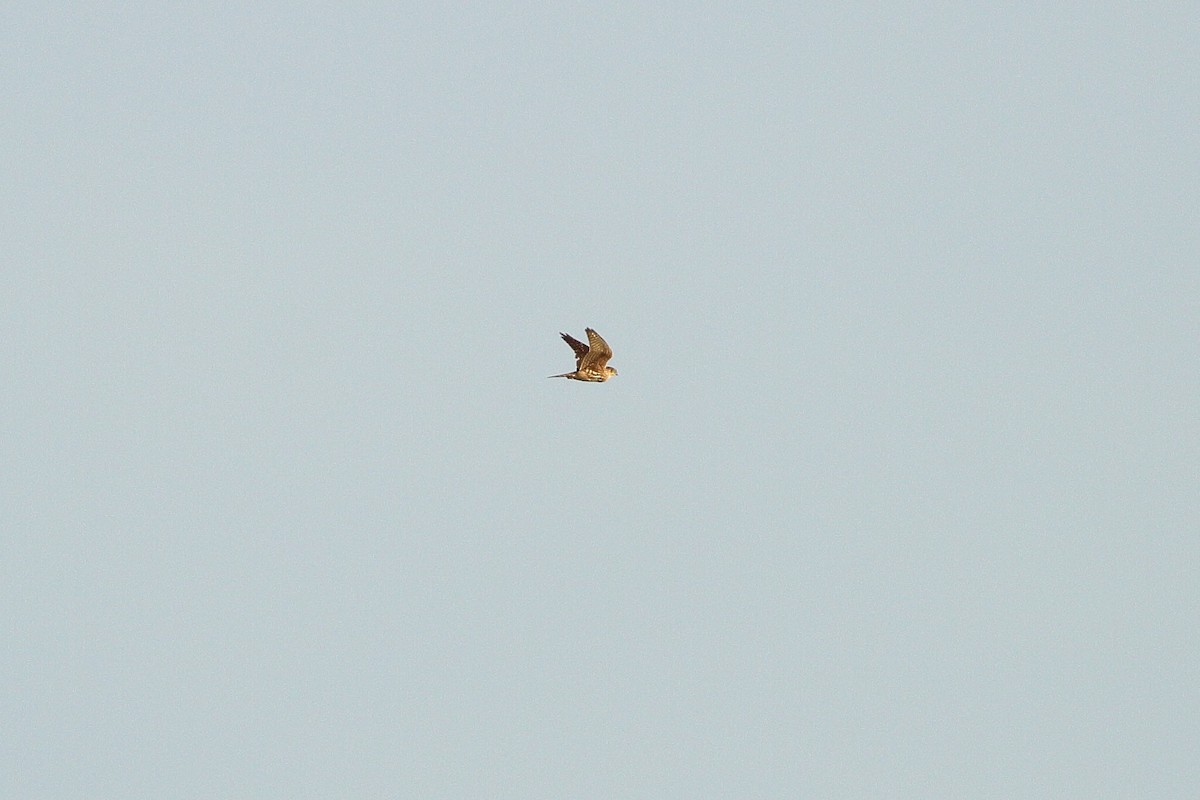 Merlin (Eurasian) - ML635706466