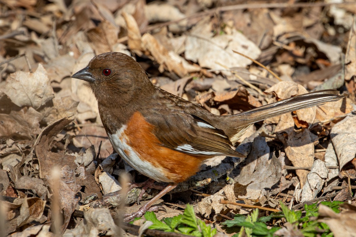 Eastern Towhee - ML635706476