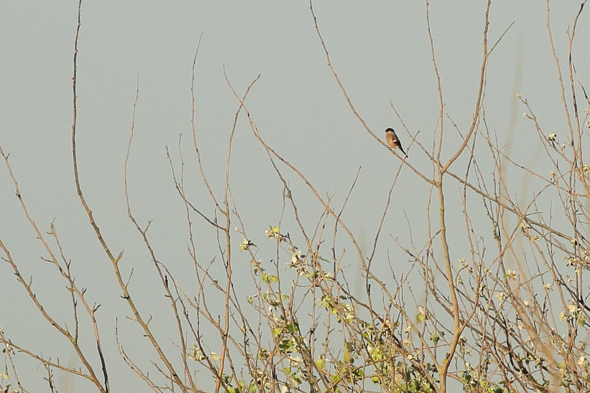 Eurasian Bullfinch (Eurasian) - ML635706479