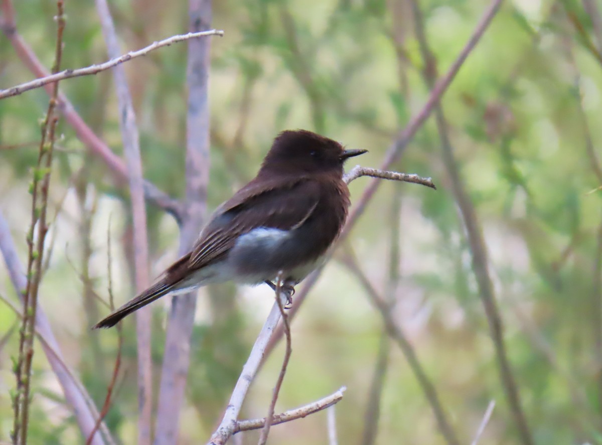 Black Phoebe - ML635706593