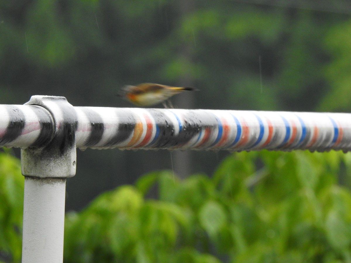 American Redstart - ML635706636