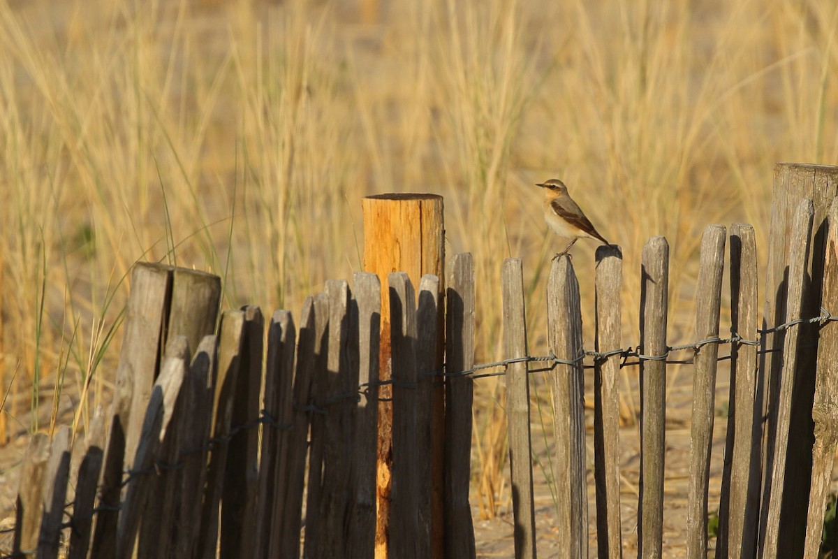 Northern Wheatear (Eurasian) - ML635706649