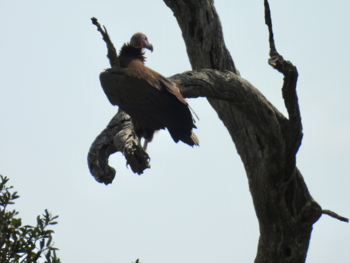 Lappet-faced Vulture - ML635706673