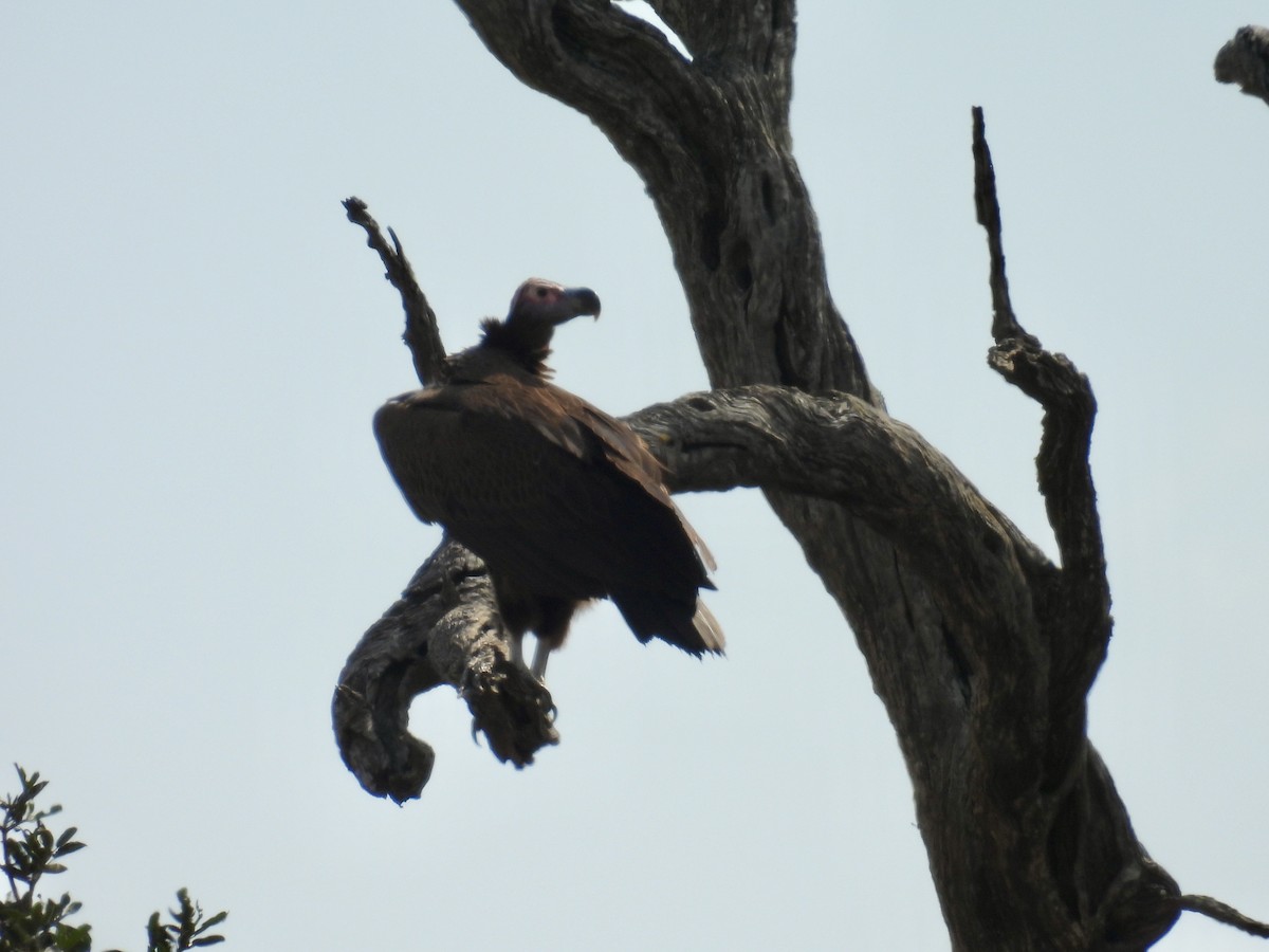 Lappet-faced Vulture - ML635706674