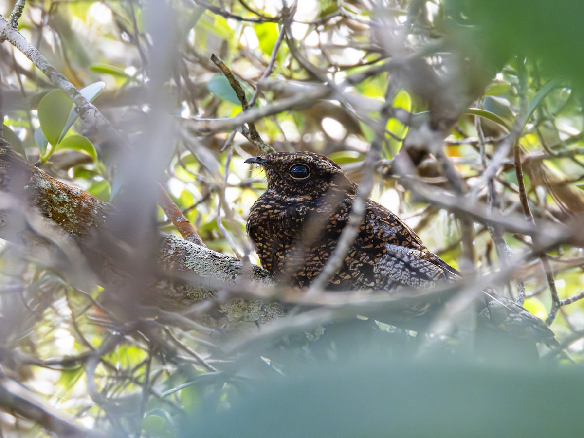 Blackish Nightjar - ML635706709