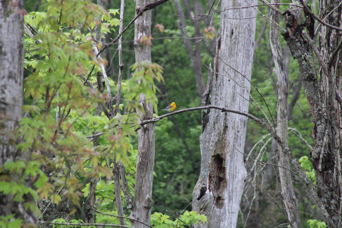 Prothonotary Warbler - ML635706737