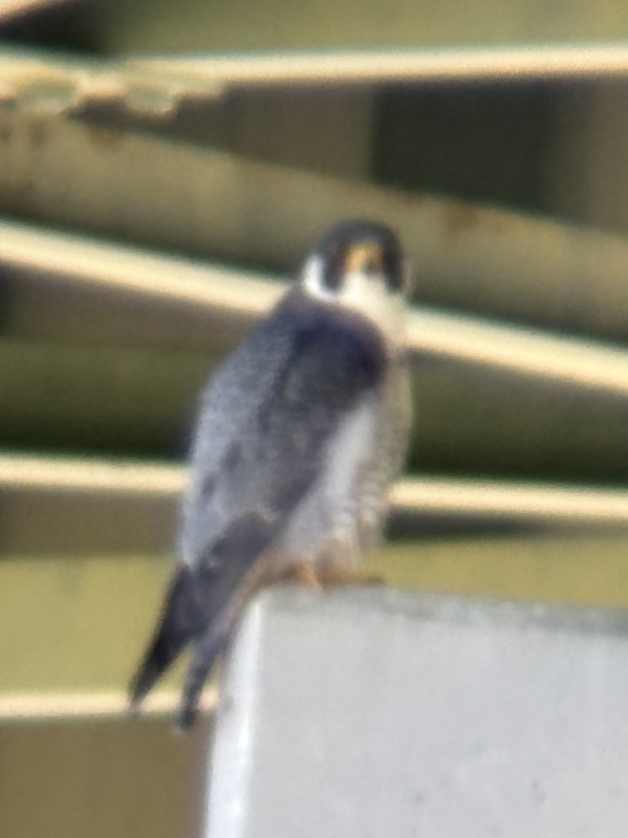 Peregrine Falcon - ML635706741