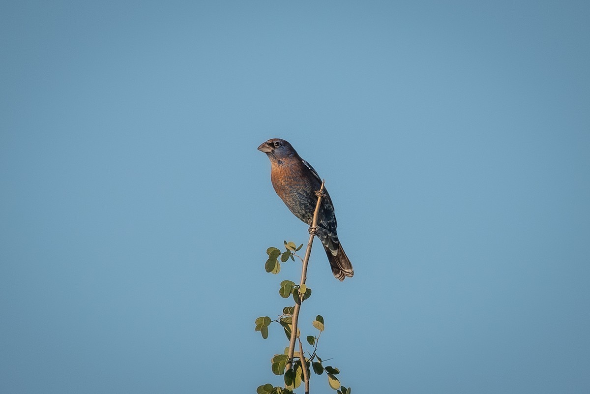 Blue Grosbeak - ML635706752