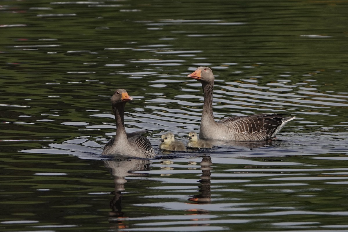 Boz Kaz - ML635706768