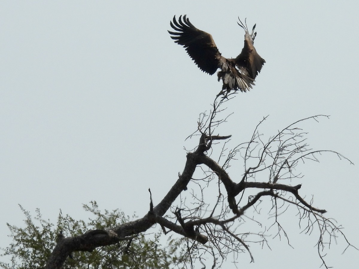 Lappet-faced Vulture - ML635706797