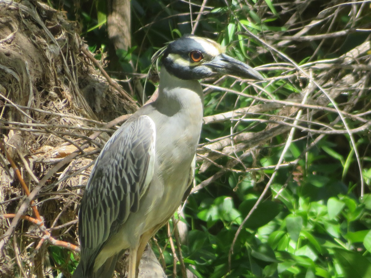 Yellow-crowned Night Heron - ML635706836
