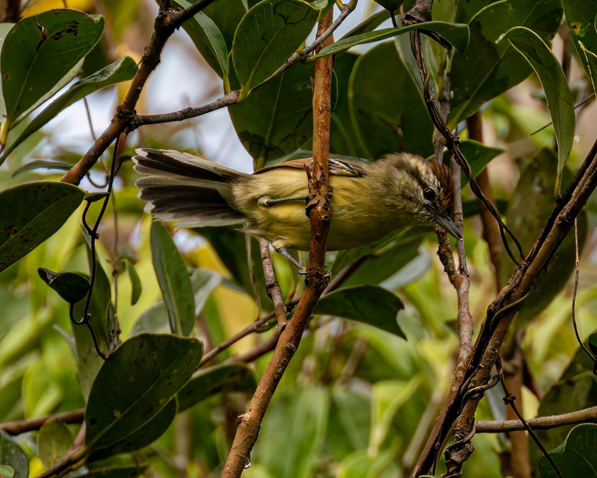 Rufous-margined Antwren - ML635706878