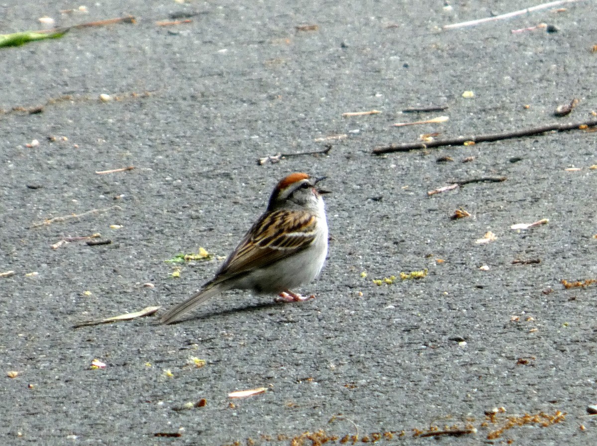 Карнатка білоброва - ML635706918