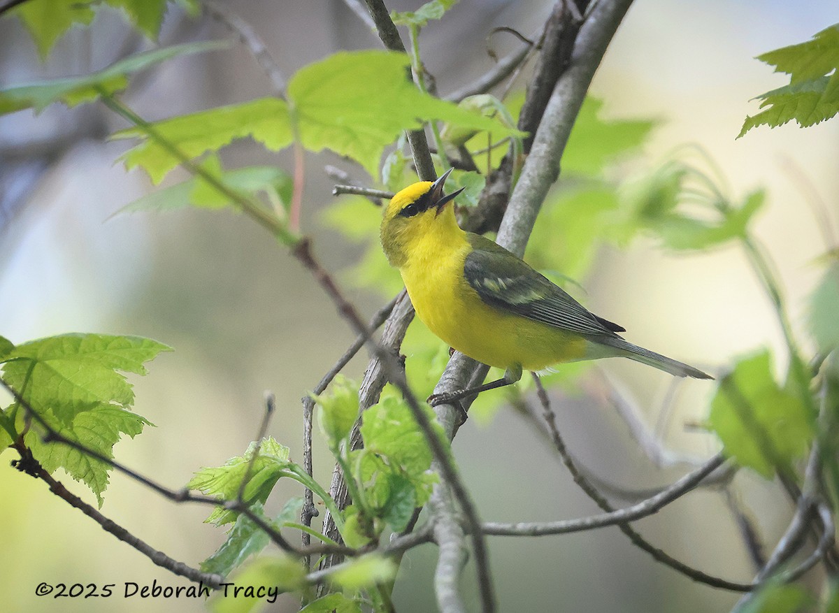Blue-winged Warbler - ML635706937