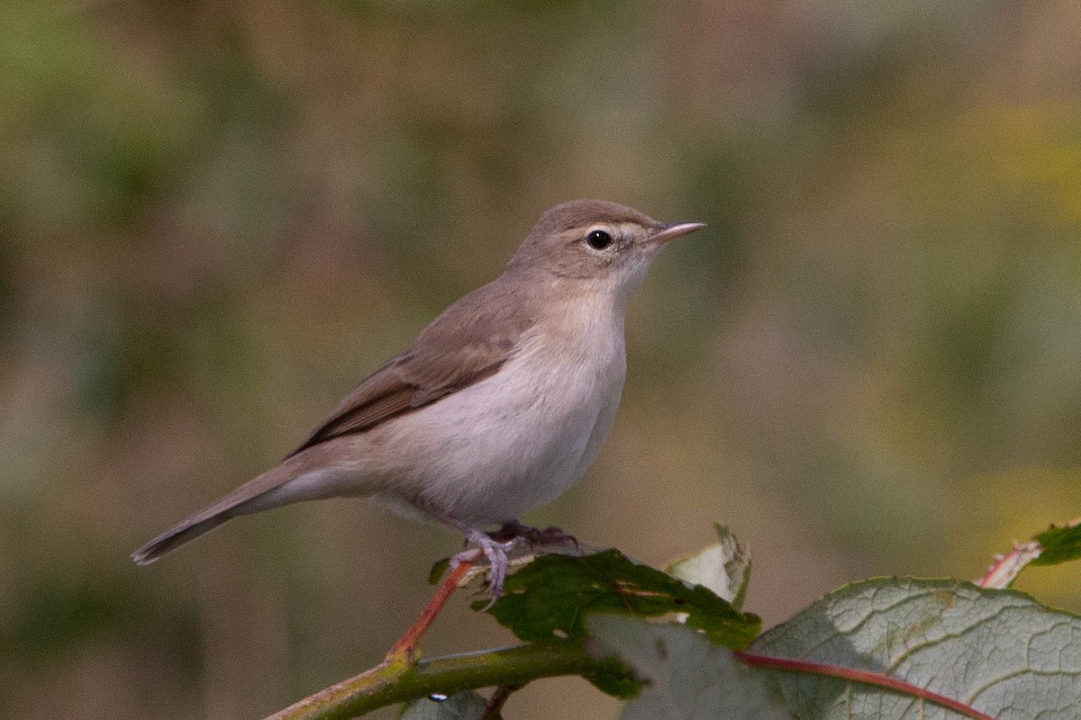 Booted Warbler - ML635706970