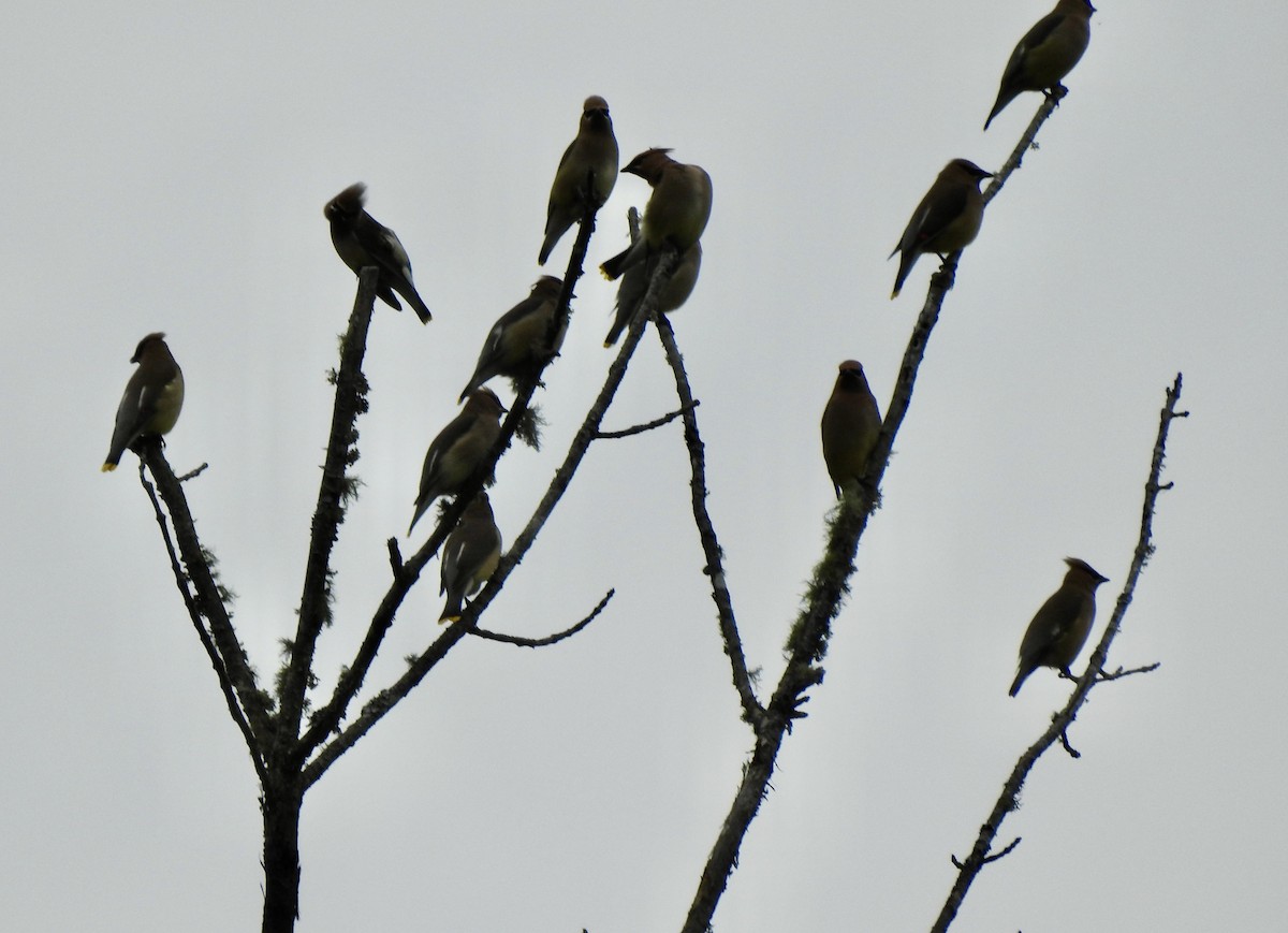 Cedar Waxwing - ML635707013