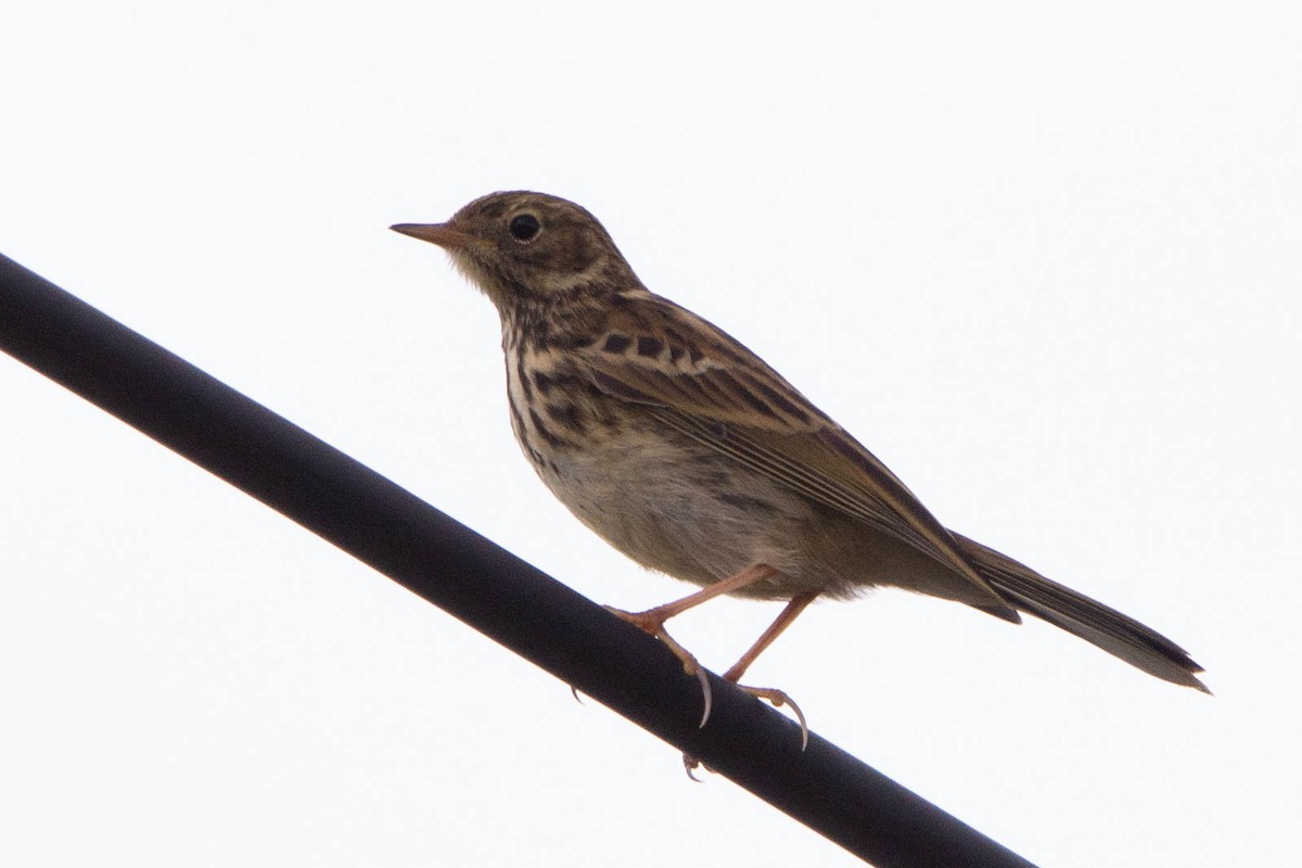 Tree Pipit - ML635707024