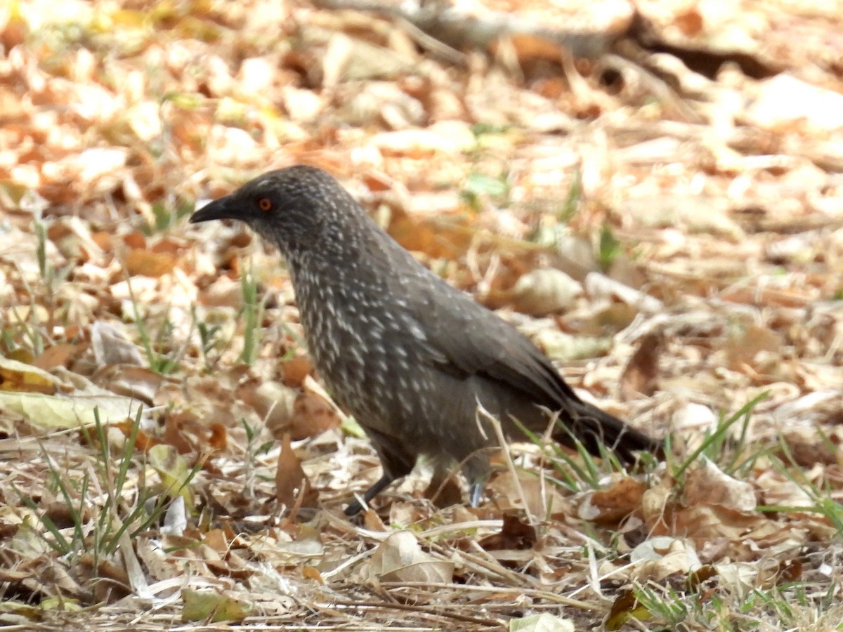 Arrow-marked Babbler - ML635707038
