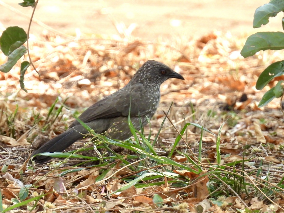 Arrow-marked Babbler - ML635707039