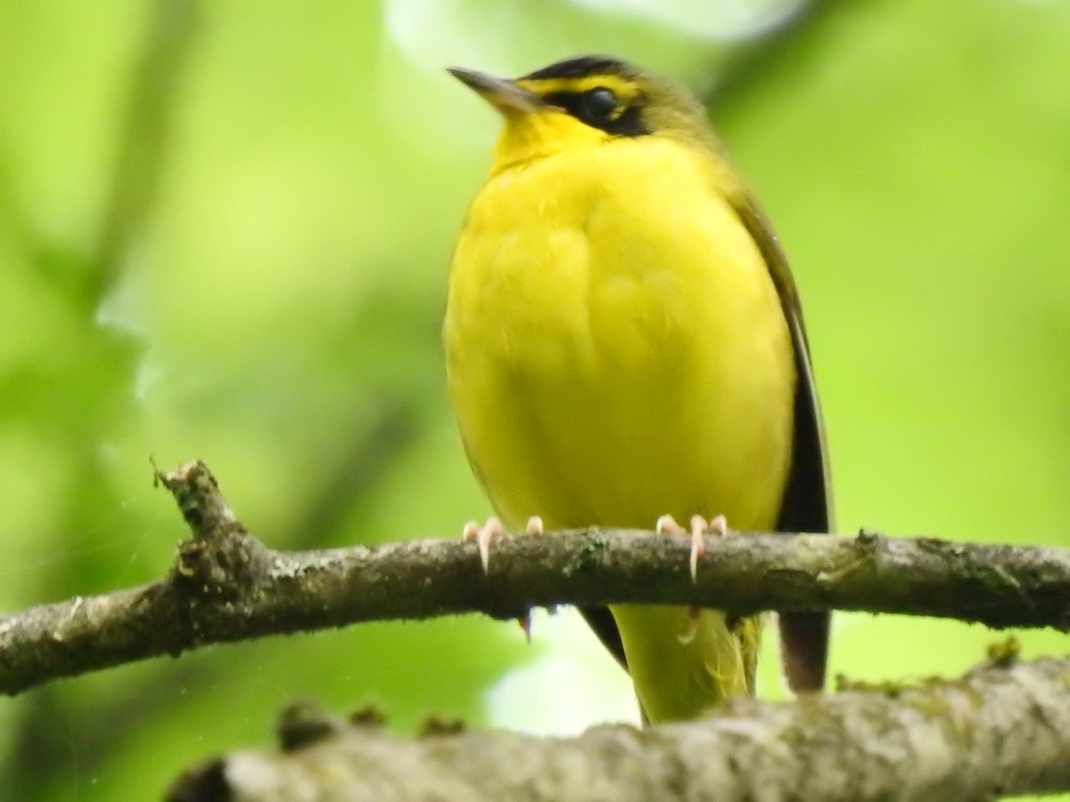 Kentucky Warbler - ML635707065