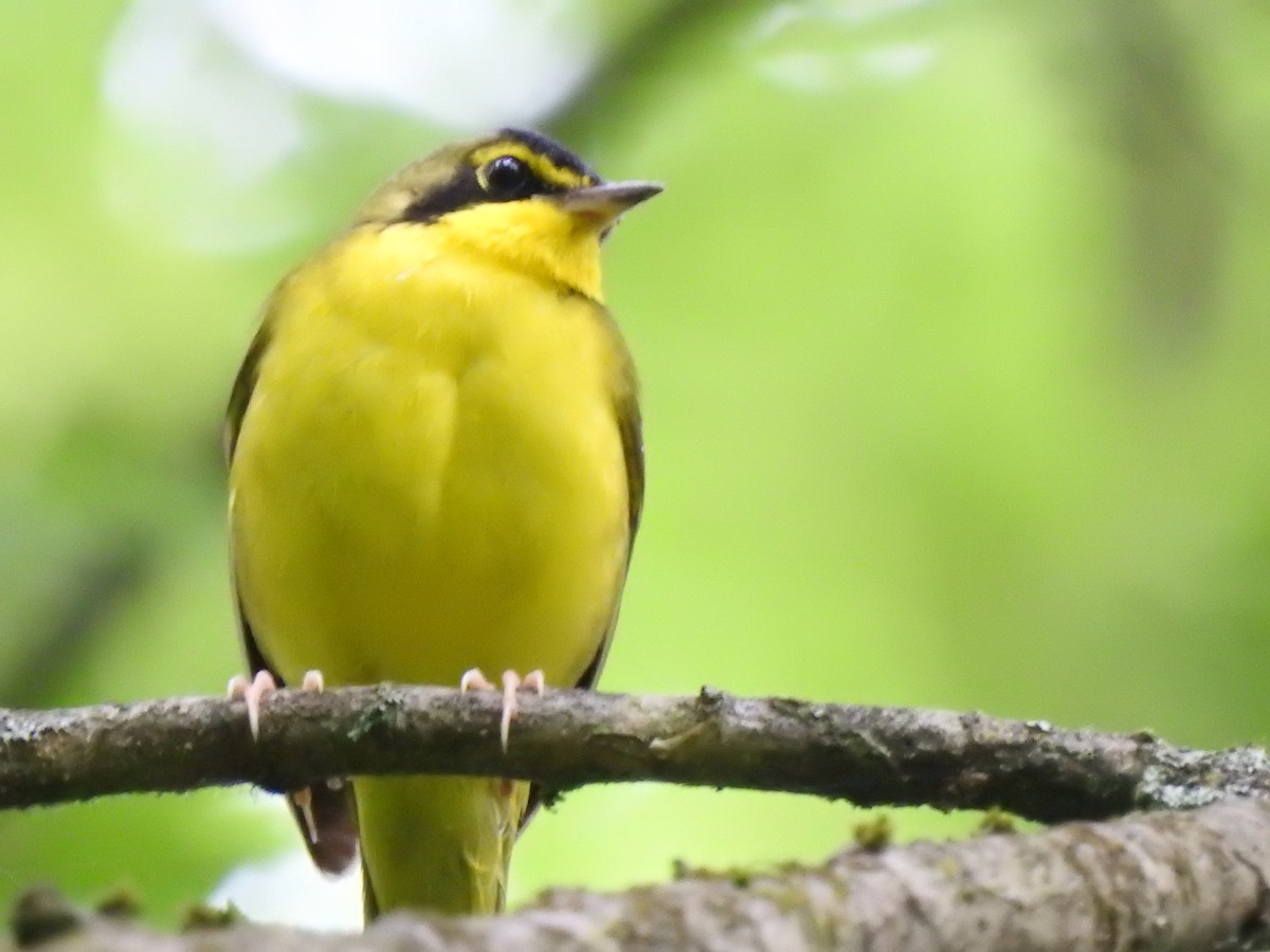 Kentucky Warbler - ML635707066
