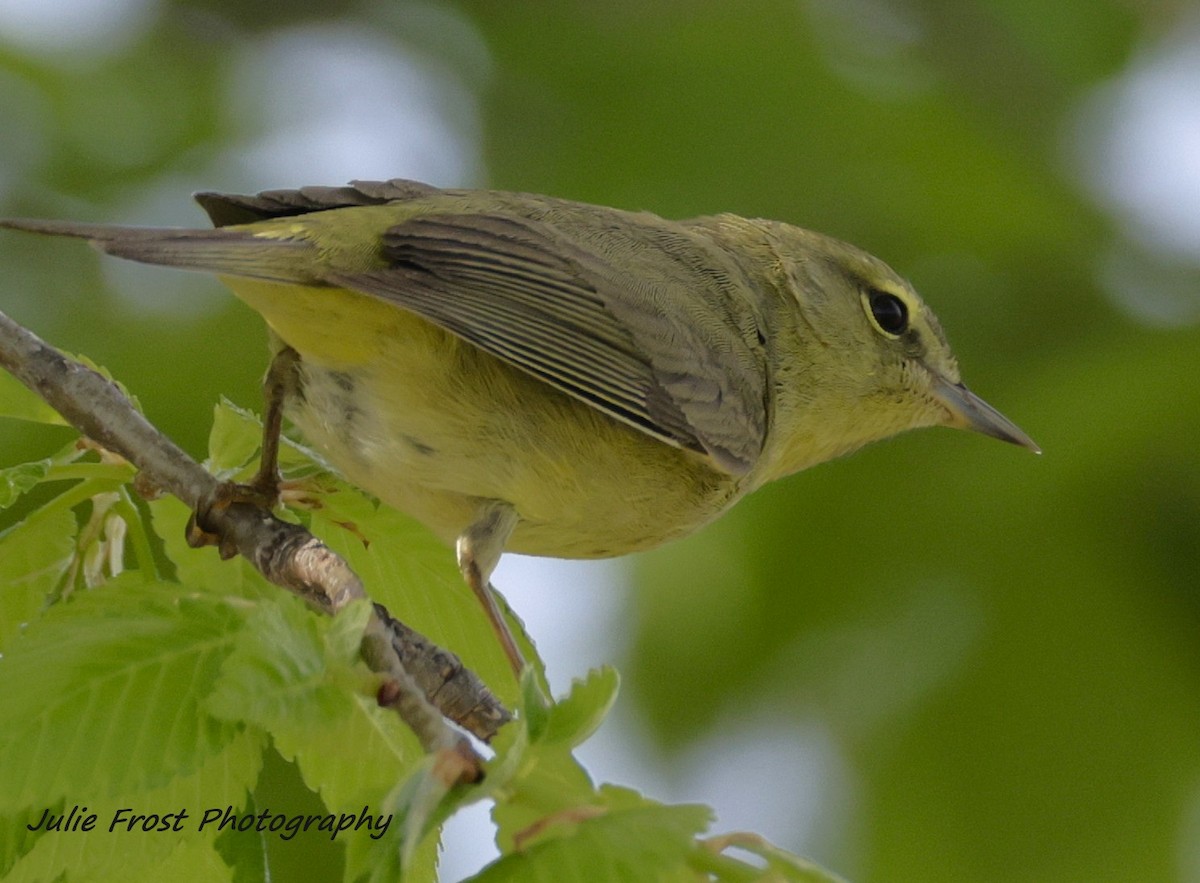 oransjekroneparula - ML635707069