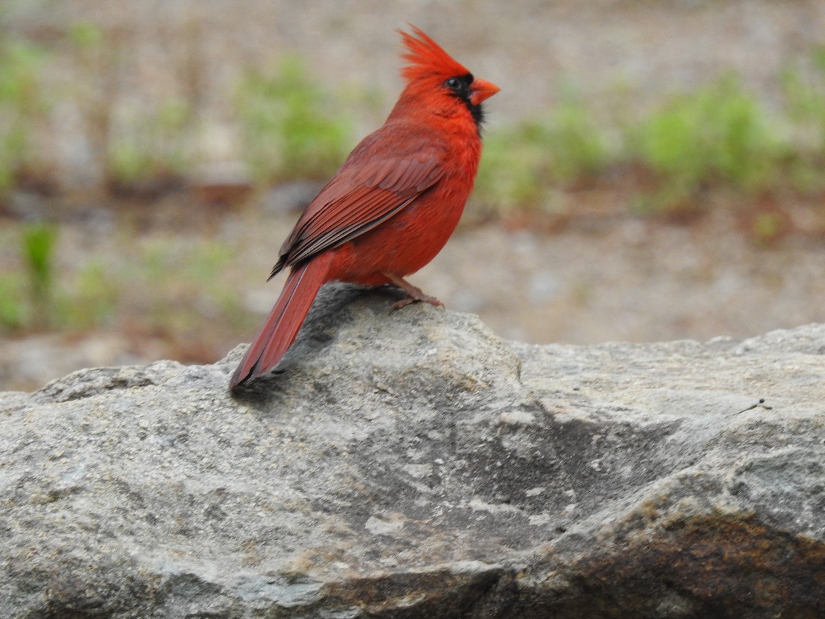 Northern Cardinal - ML635707090
