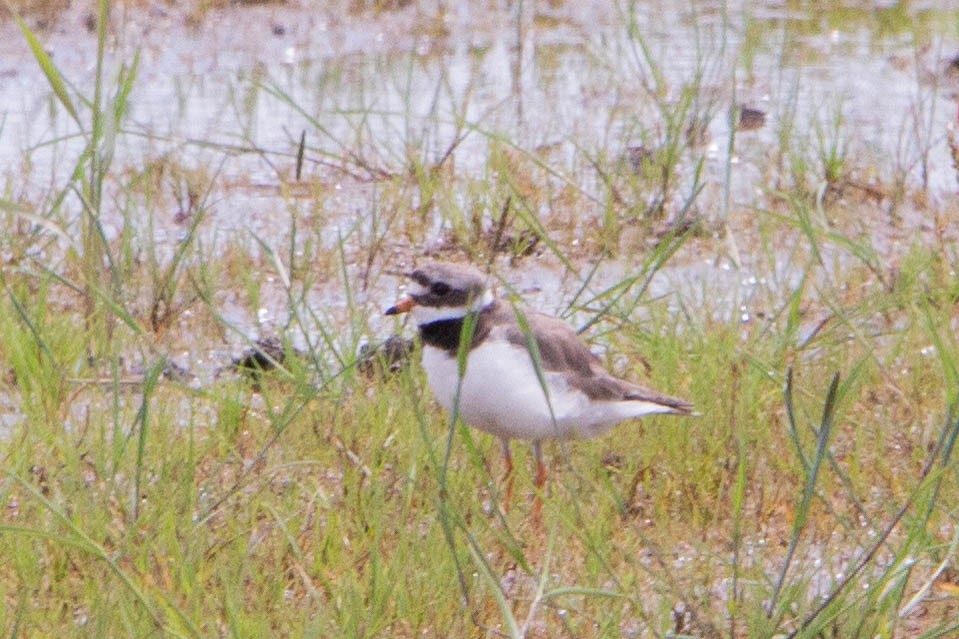 Common Ringed Plover - ML635707099