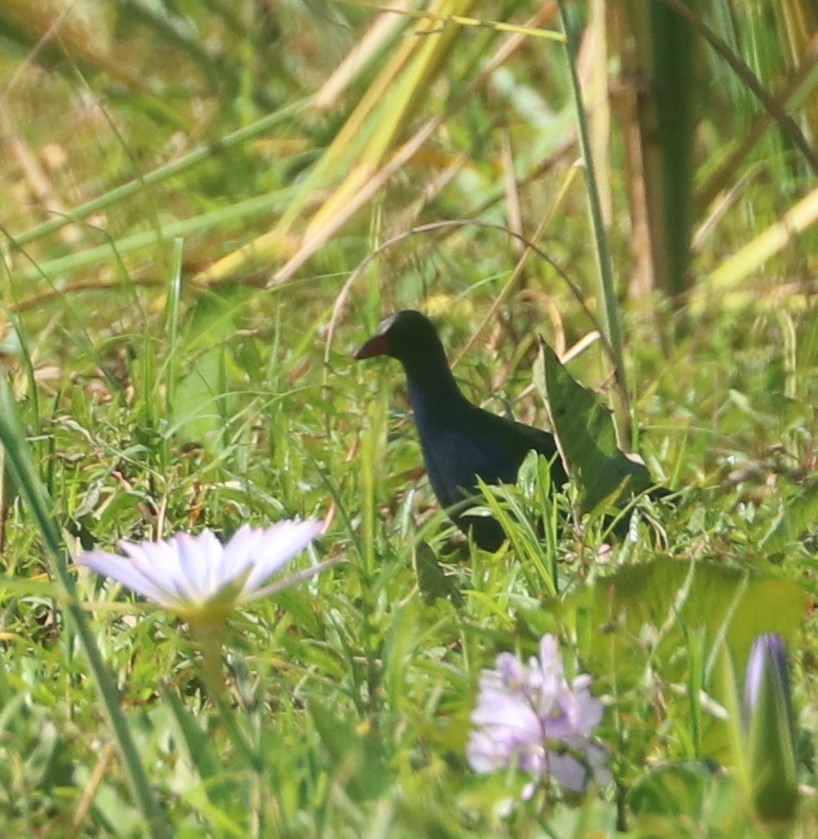 Allen's Gallinule - ML635707115