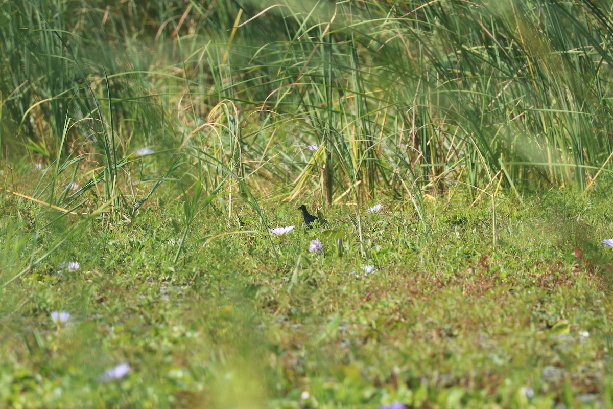 Allen's Gallinule - ML635707116