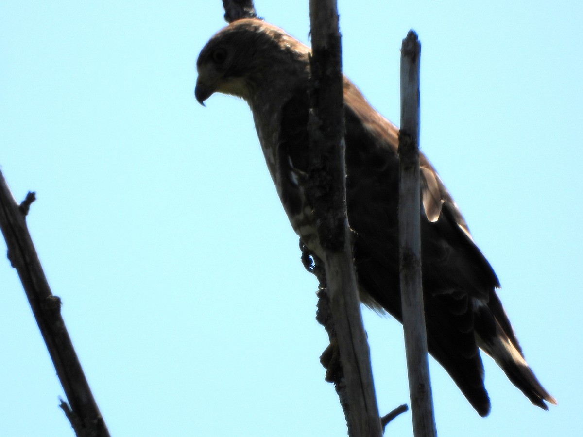 káně širokokřídlá - ML635707126