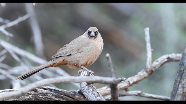 Abert's Towhee - ML635707176