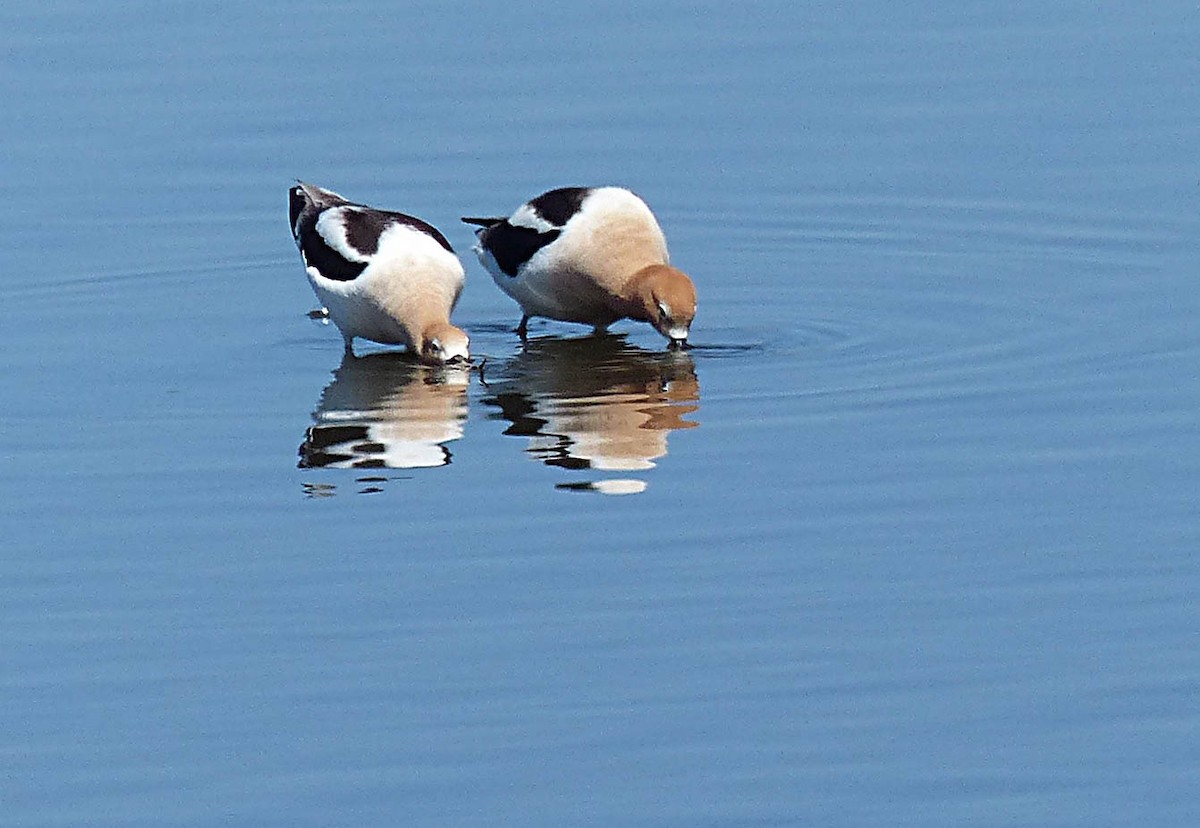 American Avocet - ML635707212