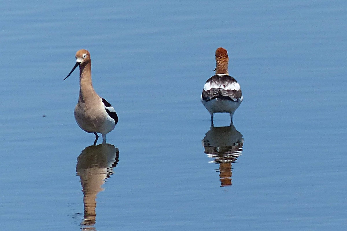 American Avocet - ML635707213