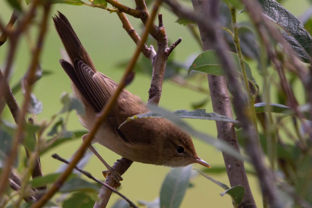 Marsh Warbler - ML635707219