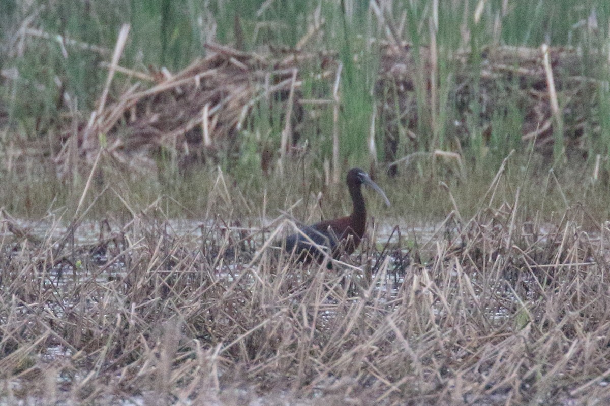 Glossy/White-faced Ibis - ML635707391