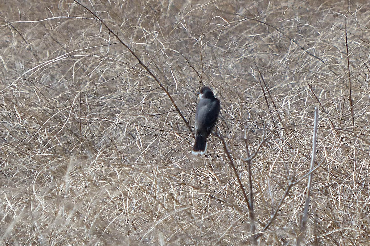 Eastern Kingbird - ML635707394